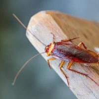 Mitos y verdades sobre las cucarachas: el insecto con mala fama que esconde un poderoso mensaje si aparece en casa