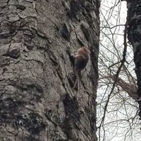 Brigadistas encontraron a un monito de monte en el Parque Nacional Lanín