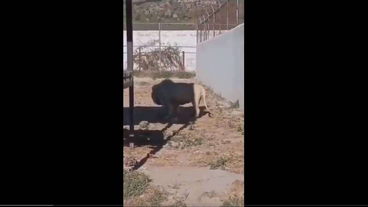 El león macho del Tuzoofari  en Hidalgo