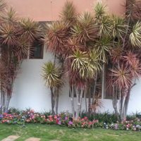 El truco viverista para reproducir tu planta Drácena: lo agradecerás cuando tengas el jardín más frondoso