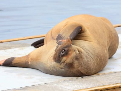 Indignante: Noruega tuvo que sacrificar una morsa porque la gente se negó a alejarse del animal