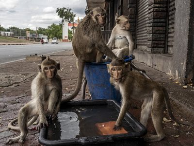 Lopburi: la ciudad de Tailandia que fue invadida por 8.000 monos