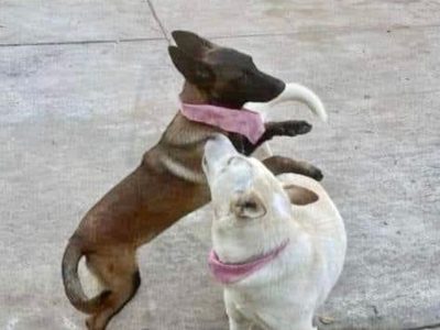 Alcalde que mató a las perritas “Buba” y “Canela” evita juicio mediante convenio de reparación