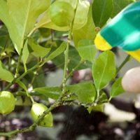 Decile adiós a los hongos de tus plantas usando solo 2 ingredientes y este truco que jamás falla