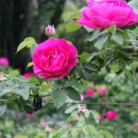 Si vas a plantar rosas, asegurate de aplicar este secreto de los expertos jardineros si no querés fallar en el intento