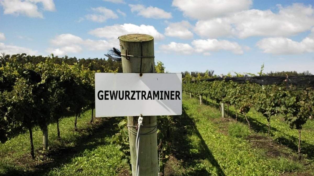 Gewürztraminer, la cepa de zonas frías. Fuente: (Twitter)