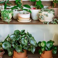 Si tenés poca luz en tu baño, no te preocupes: estas son las plantas perfectas para decorarlo