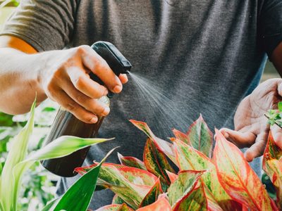 Con 3 ingredientes: el truco definitivo para revivir cualquier planta y que dé muchas flores