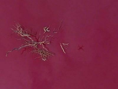 La “laguna rosa” de Trelew amaneció teñida de rojo profundo