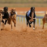 Maltrato animal en Cutral Co: imputan a tres hombres por una carrera de galgos