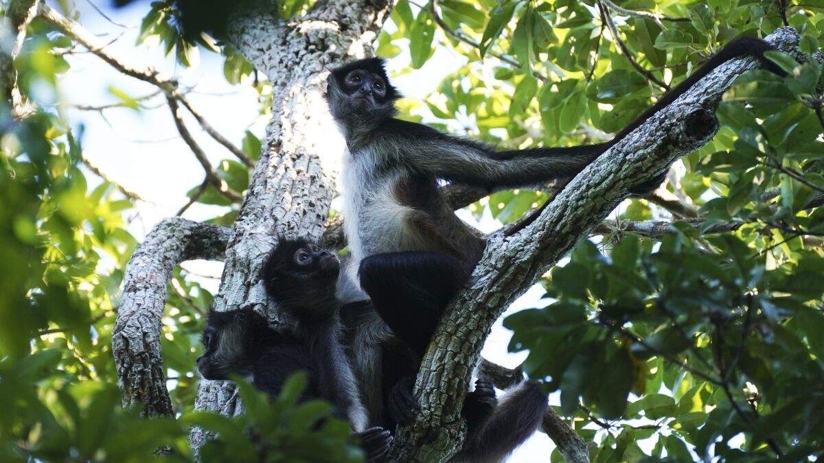 Selva de Calakmul, al sur de la península de Yucatán