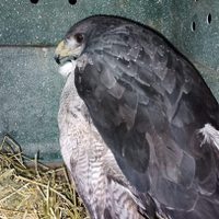Especie protegida: investigan la muerte de cinco águilas moras en Rivadavia