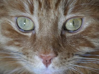 Gobierno de Escocia niega planes de prohibir gatos tras esta polémica