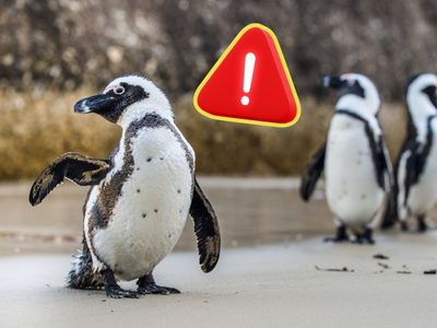 Nuevas investigaciones revelan por qué murieron miles de pingüinos africanos en Sudáfrica