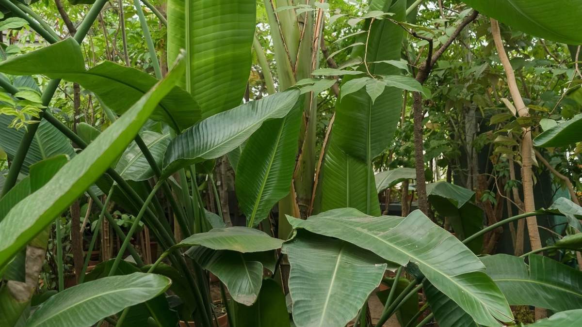 Planta. Fuente: (X)