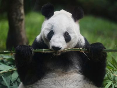 “Si se va ella, yo también”: cuidador de la osa panda Xin Xin en el zoológico de Chapultepec