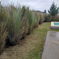 Fuera vecinos chismosos: 4 plantas que no pierden sus hojas, crecen rápido y son perfectas para cercos tupidos