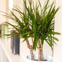 Si las hojas del palo de agua se ponen marrones, este es el secreto de los jardineros para curarlo y que estén verdes