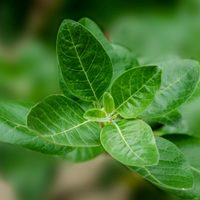 Conocé la planta que es valiosa para combatir el estrés y la ansiedad y es todo un furor en las redes