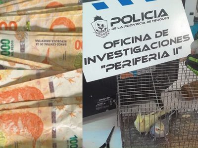 Investigaban un tiroteo y secuestraron dos cacatúas y una cotorra