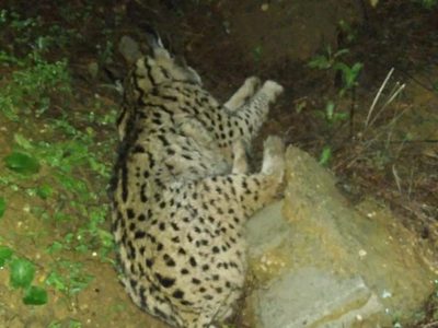 Cazador es condenado a dos años de prisión por matar a un lince