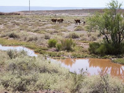 Aseguran que Neuquén también sufre las consecuencias del cambio climático