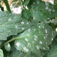 Rápido y fácil: eliminá las manchas blancas de tus plantas, usando 1 ingrediente que seguro tenés en casa