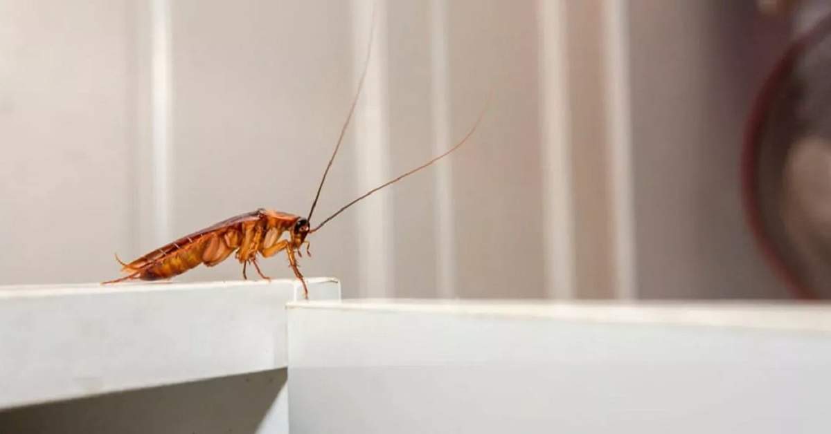 El truco casero para eliminar los insectos de la cocina