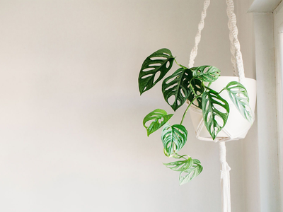 Con 1 rama y esta idea genial, lográ que tus plantas luzcan como en una verdadera selva con este colgante súper fácil