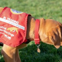 Científicos entrenan a perros para que a través del olfato detecten a los infectados por coronavirus