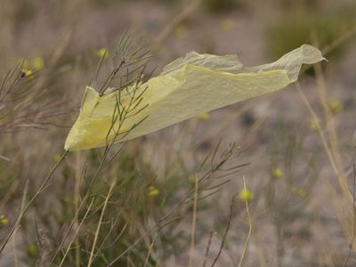 Emiten un alerta amarilla por vientos fuertes en toda la región