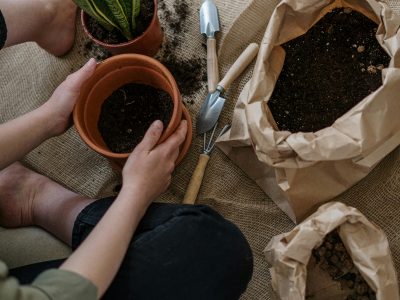 Los cuidados clave para tener una sansevieria saludable