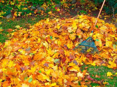 Lo que tenés que hacer con las hojas de otoño que caen en tu jardín si querés evitar consecuencias a largo plazo