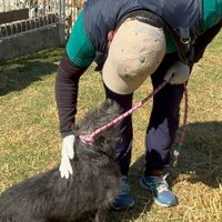 Refugio Franciscano: trasladan 304 perros a albergue en el Ajusco, 371 a BVA y 200 esperan traslado