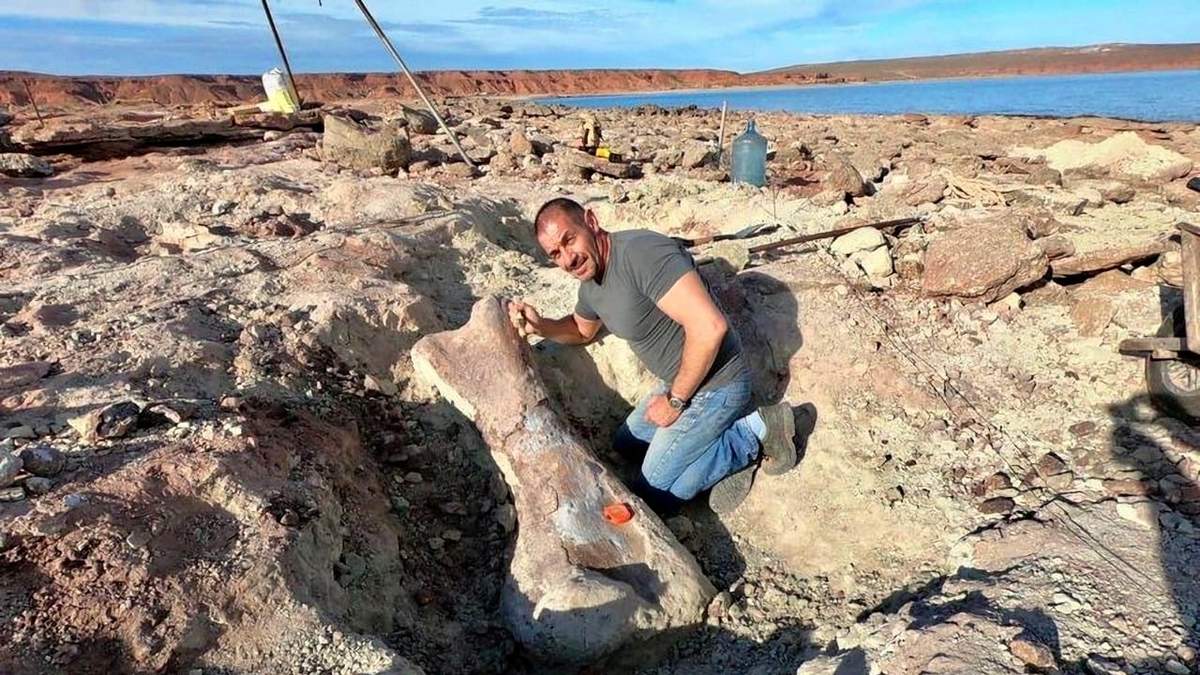 Fósil de un Futalognkosaurus, de más de 90 millones de años. Fuente: (Twitter)