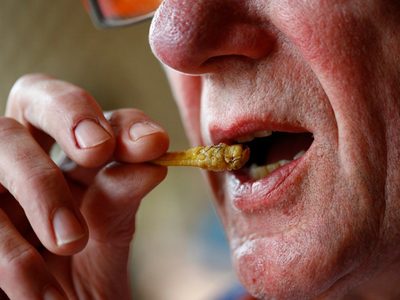 Bruselas autoriza la comercialización del grillo como alimento dentro de la UE