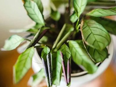 Por qué las hojas de mis plantas se enrollan y cómo solucionarlo