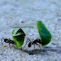 Sin químicos: el increíble método para terminar con las hormigas en tus plantas de una vez por todas