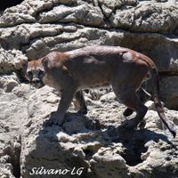 Guía de turistas capta a puma "migrante" en Chiapas