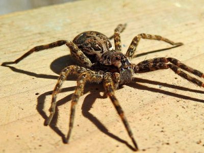 Trucos fáciles y naturales para deshacerte por completo de las arañas en tu casa