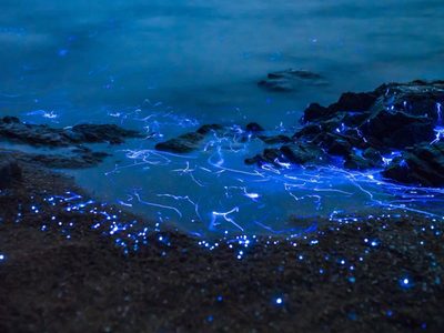 Espectáculo: las playas de California brillaron en la noche