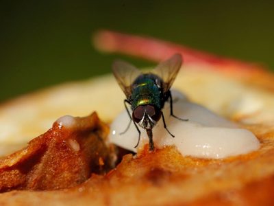 No lo vas a creer: el truco viral para ahuyentar las moscas de tu casa con solo 3 ingredientes