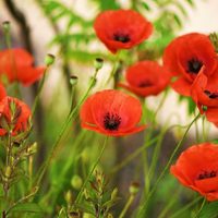 Sembrá tus propias Amapolas con el secreto que los más expertos jardineros no cuentan