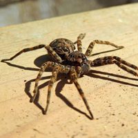 Trucos fáciles y naturales para deshacerte por completo de las arañas en tu casa
