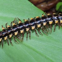 El temible insecto que no podés dejar que entre a tu casa, pero que deberías tener en tu jardín