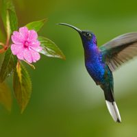 Buscan salvar al colibrí en México, las aves polinizadoras más importantes de América