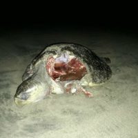 Ahora hallan 10 tortugas muertas en playas de Tecpan, Guerrero