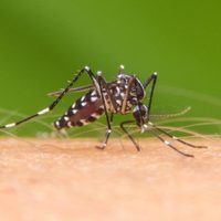 Adiós, mosquitos: mirá cómo preparar el mejor repelente casero con las hojas de un árbol que crece en todos lados