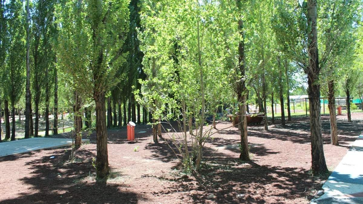Postal del Bosque Comunal de Zapala. Fuente: (Twitter)