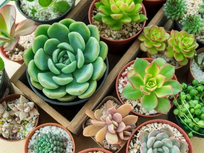 El secreto de los viveros para darle la forma que quieras a tus suculentas este verano